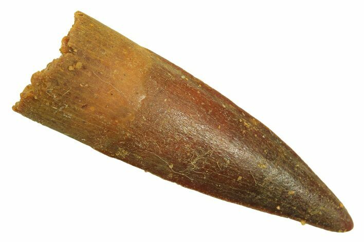 Juvenile Fossil Spinosaurus Tooth - Real Dinosaur Tooth #296863